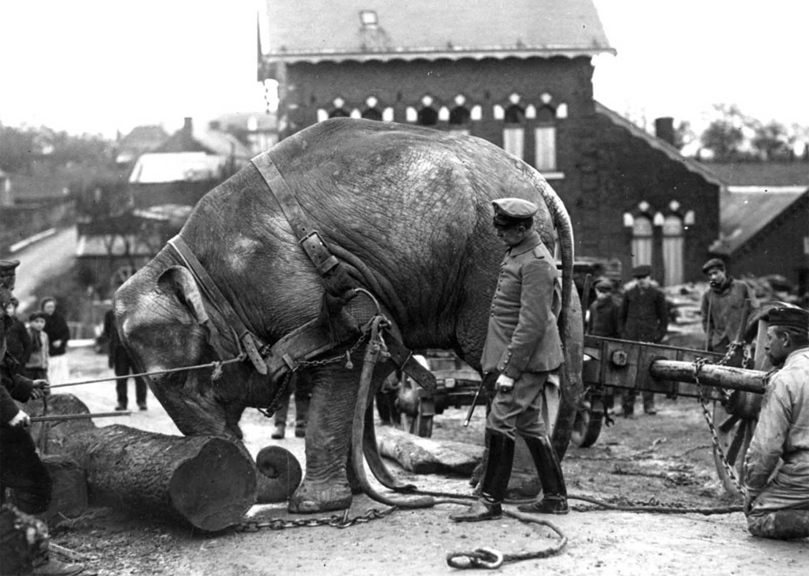 Animalele in Primul Razboi Mondial. Efortul si priceperea recrutilor necuvantatori